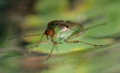 Lygus sp.